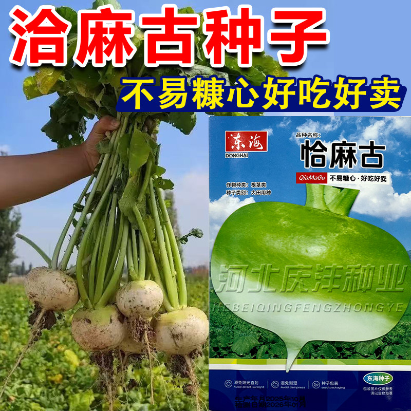 恰麻古种子布留克种籽恰麻古蔬菜种子圆蔓菁芜菁圆盘菜土苤蓝种子