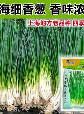 庆丰农业上海细香葱香味浓厚
