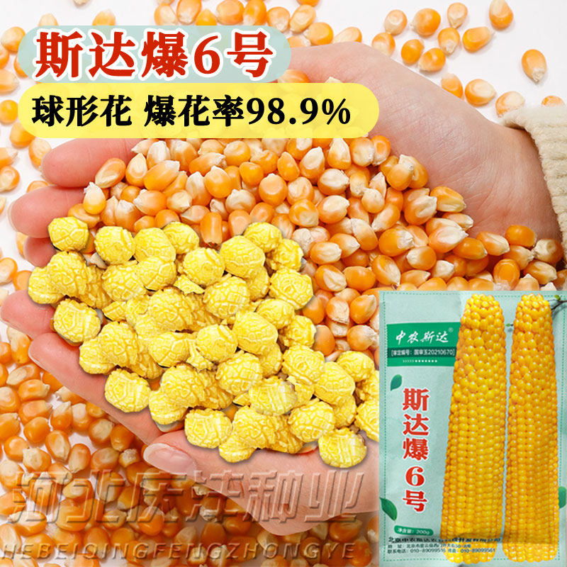 爆花玉米的种子球型爆米玉米爆裂小玉米种籽孑爆花率高大田高产型