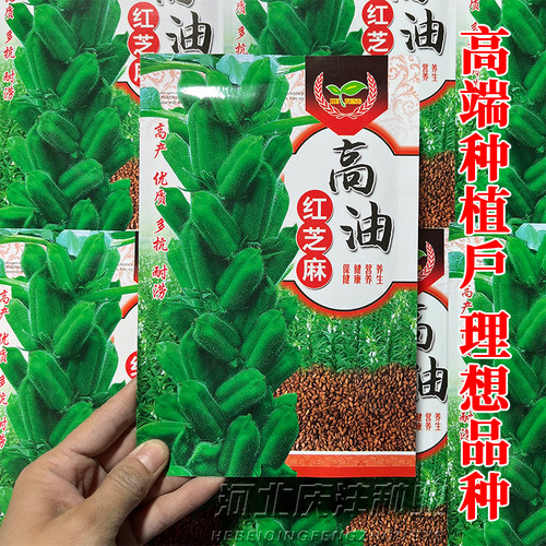 中早熟高油抗病不裂荚红芝麻种子