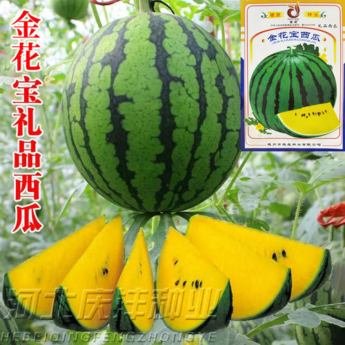 黄金宝西瓜种子绿皮黄心皮薄黄肉