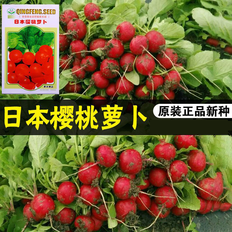 樱桃萝卜四季播蔬菜种子