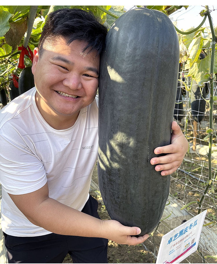 广东黑将军杂交黑皮冬瓜种子特大实心炮弹型巨型高产春夏秋季播