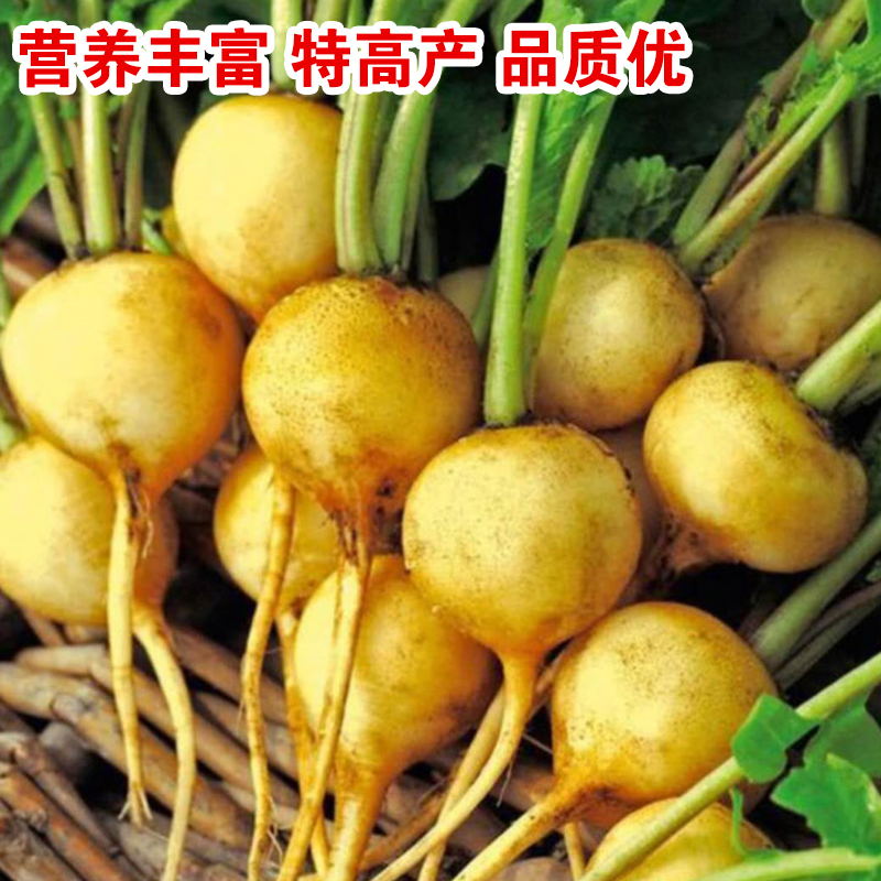 黄金球樱桃萝卜种籽蔬菜种孑菜种子水果大全春秋季四季盆栽蘸酱菜