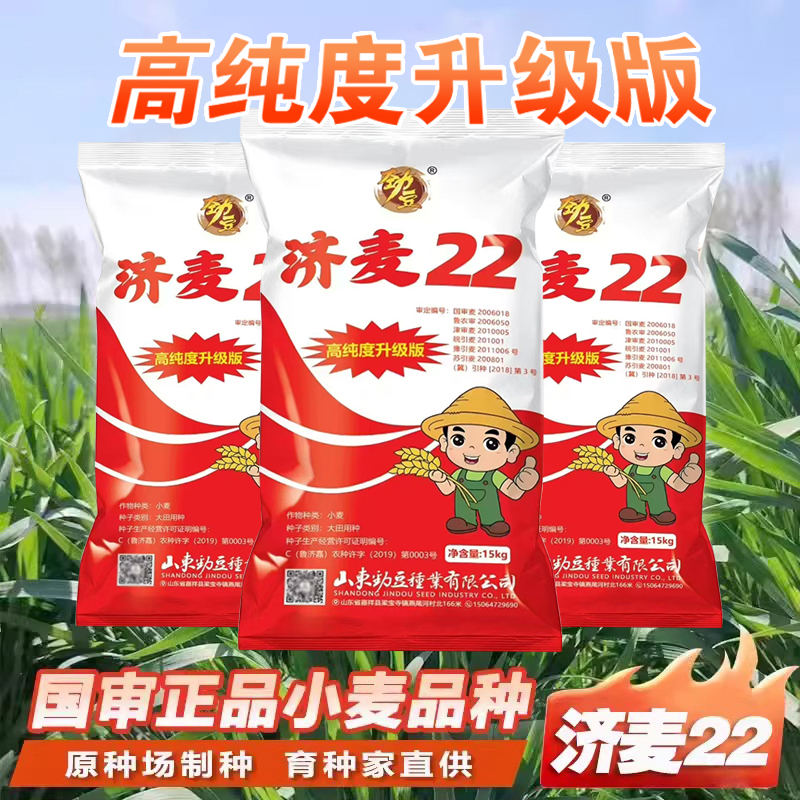 小麦济麦22小麦种子矮秆抗倒大