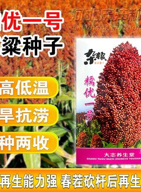酿酒高粱种子糯优1号高粱种籽春季高产矮生高粱抗旱酿酒高粱种孑