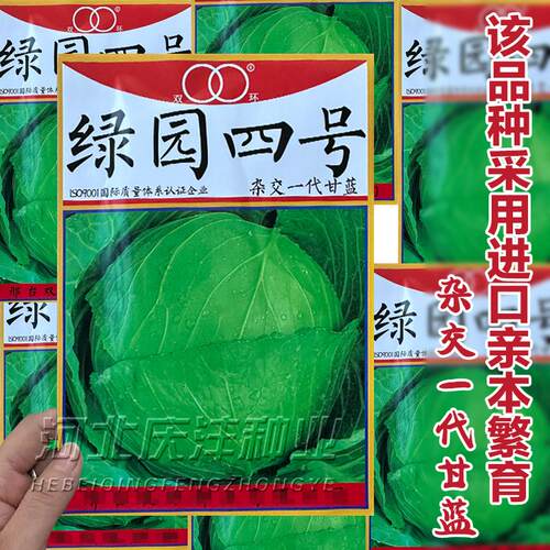 绿圆四号甘蓝种子中晚熟叶球