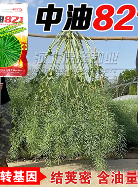 油菜种子中油821实心矮杆油菜种子荚密油高油菜籽榨油浓香纯黑籽