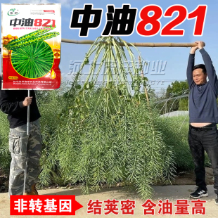 油菜种子中油821实心矮杆油菜种子荚密油高油菜籽榨油浓香纯黑籽