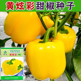 黄色甜椒红色彩椒种子甜椒种籽方椒肉厚皮灯笼椒四季蔬菜高产庭院