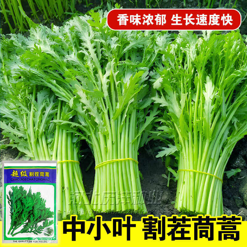 割茬皇帝菜小叶茼蒿种子青菜春菊农家菜园春秋四季阳台盆栽蔬菜籽