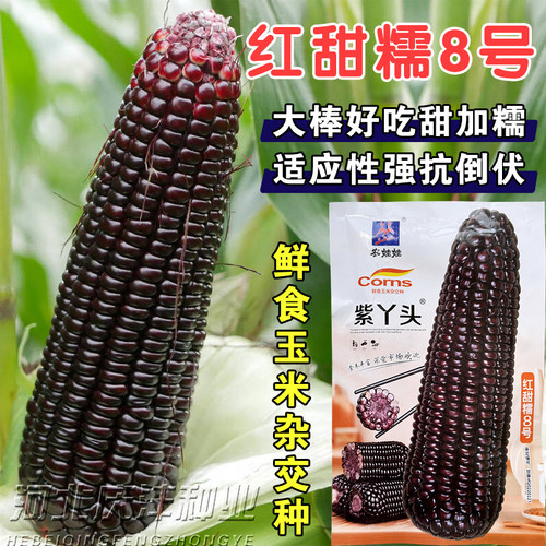 农娃娃紫红甜糯玉米杂交种