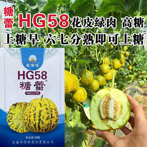 糖蕾甜瓜种子特甜大果香甜瓤薄皮