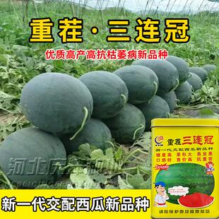 懒汉重茬三连冠西瓜种子抗病特大巨型西瓜种籽抗裂果大红瓤耐运甜