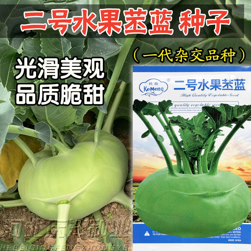 二号苤蓝种子早熟高产天津青苤蓝水果苤兰种籽基地播大头菜春秋播