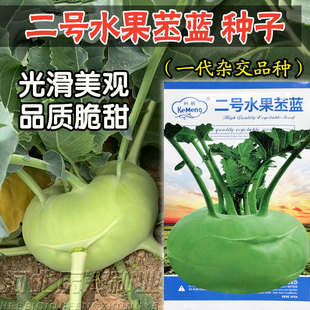 二号苤蓝种子早熟高产天津青苤蓝水果苤兰种籽基地播大头菜春秋播