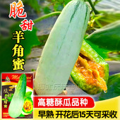 正宗山东羊角蜜超甜香瓜种孑甜脆羊角蜜甜瓜种籽四季 种子大全