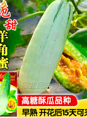 正宗山东羊角蜜超甜香瓜种孑甜脆羊角蜜甜瓜种籽四季种子大全