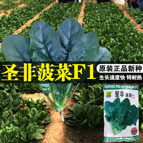 耐热杂交生长速度快菠菜种子