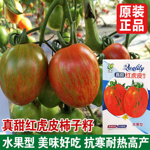 虎皮番茄种子黄柿子种籽