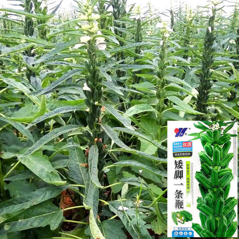 矮脚种子矮脚基地高油芝麻种子图片