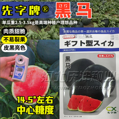 黑皮无籽西瓜种子超甜薄皮