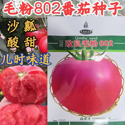 改良毛粉802番茄种子籽