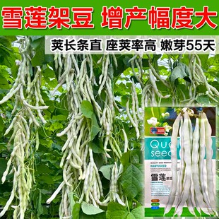 摘不败白不老九粒白芸豆种子苗四季豆种籽豆角架豆四季蔬菜种籽