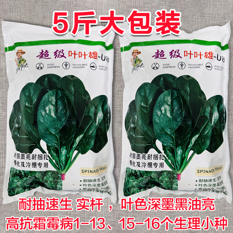 杂交菠菜种子籽抗病耐寒耐抽越冬黑叶油亮春秋高产大田黑绿菠菜籽