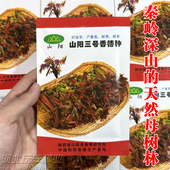 山阳三号香椿种子陕西红油香椿种子籽多年生香椿苗种子四季 香椿芽