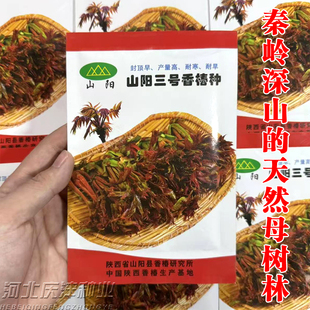 山阳三号香椿种子陕西红油香椿种子籽多年生香椿苗种子四季香椿芽