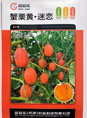 瓜瓜乐蟹栗黄迷恋南瓜种子迷你贵族南瓜种子籽杂交种优质高产抗病