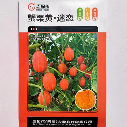 瓜瓜乐蟹栗黄南瓜种子高产抗病