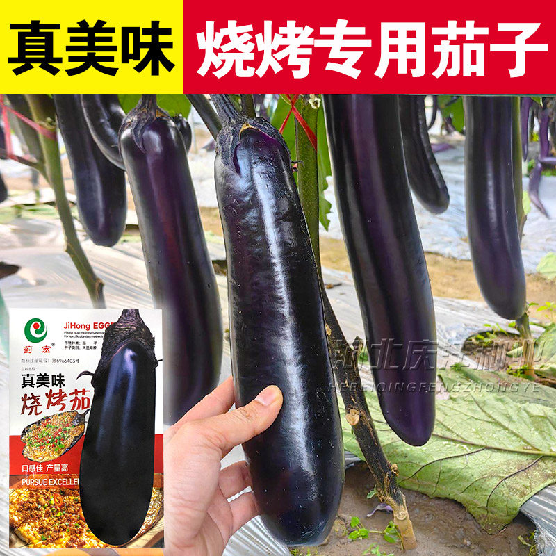 烧烤长茄子种子苗黑紫色长茄种籽特大紫黑长茄种子春季播蔬菜孑秧