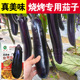烧烤长茄子种子苗黑紫色长茄种籽特大紫黑长茄种子春季 播蔬菜孑秧