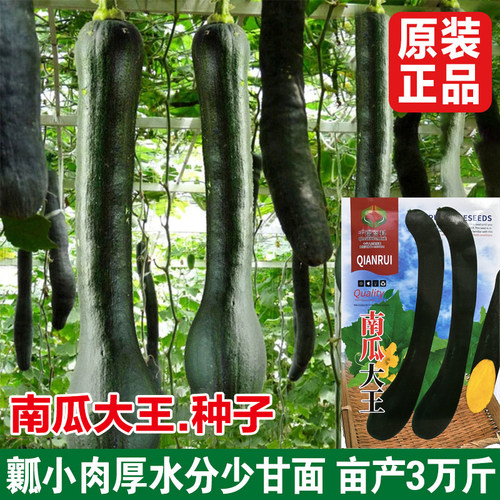 黑皮砍瓜种子长吊瓜种子