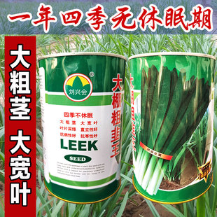 韭菜种子根苗宽叶铁青绿粗大厚不休眠雪耐寒四季盆栽蔬菜籽蔬莱