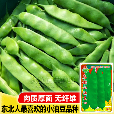 无筋早熟春秋季搭架小油豆角种子