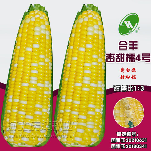 合丰密甜糯4号超黏糯甜玉米种子