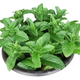 Семена парфюмерной мяты многолетние, их легко выращивать в любое время года. Семена съедобной мяты, семена цветов, цветы в горшках, семена цветов растений.