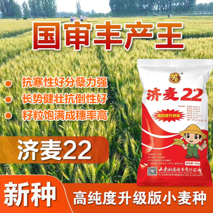 济麦22小麦种子优质中筋冬小麦种子高产国审小麦矮秆抗倒大穗原种