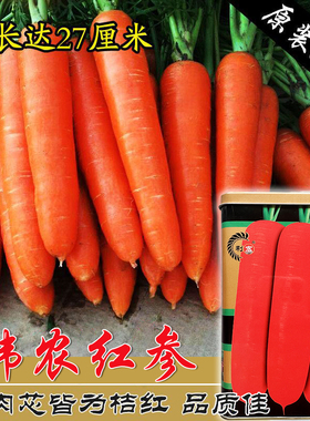 韩农红参胡萝卜种子红色高产老品种水果萝卜秋季四季籽种蔬菜孑