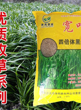 多年生牧草种子四季黑麦草种子南北方高产鸡鸭鹅猪牛羊鱼牧草种籽
