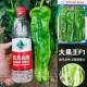 大果薄皮辣椒种子菜园基地薄皮大果泡椒种籽皱皮虎皮春季 蔬菜种子