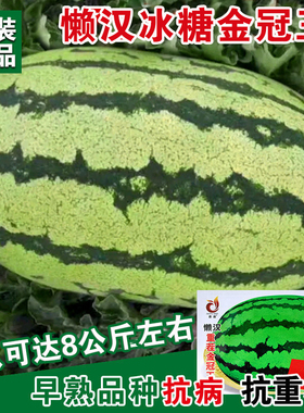 懒汉重茬金冠王西瓜种子抗病抗重茬特大巨型西瓜种籽抗裂果大红瓤