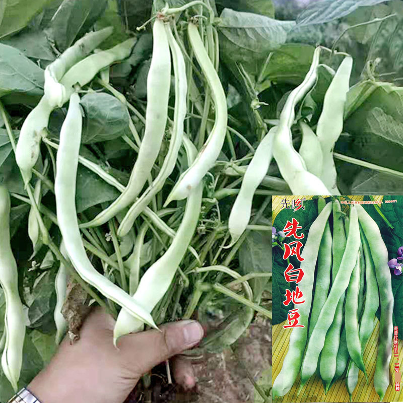 先风白地豆王种子四季豆芸豆无架蔬菜种籽春季四季播高产老来少