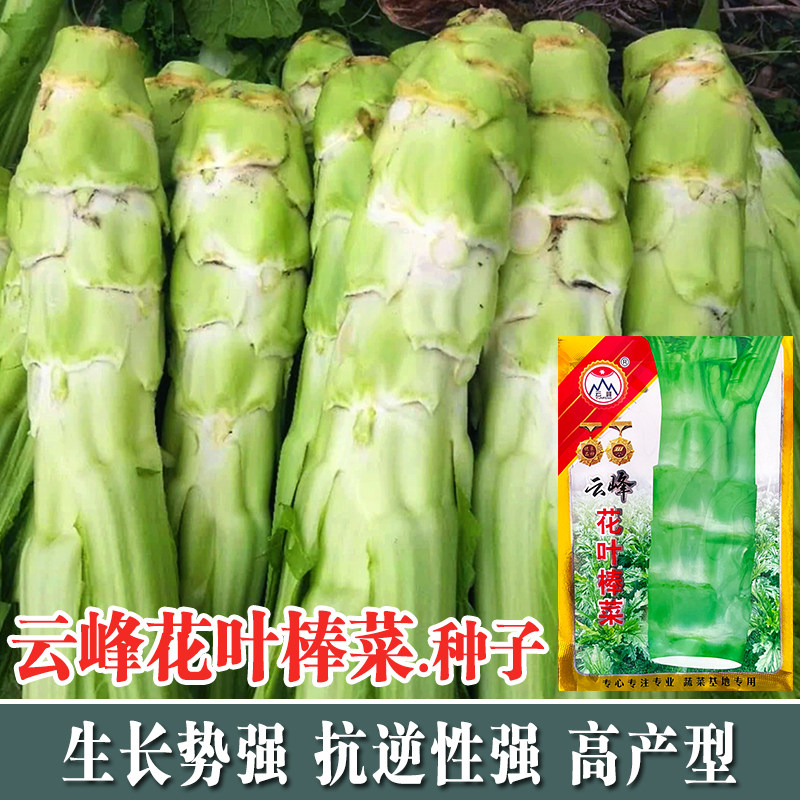 蔬菜特大秋季耐寒四川种孑图片