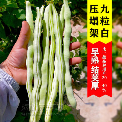 九粒白芸豆种子秋豆角架豆扁豆苗秧四季豆四季摘不败白不老种籽孑