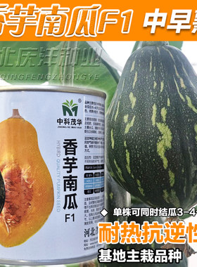 香芋南瓜种子庭院奶油南瓜种籽