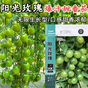 阳光玫瑰番茄种子绿小番茄种子秧绿宝石樱桃西红柿小番茄种籽